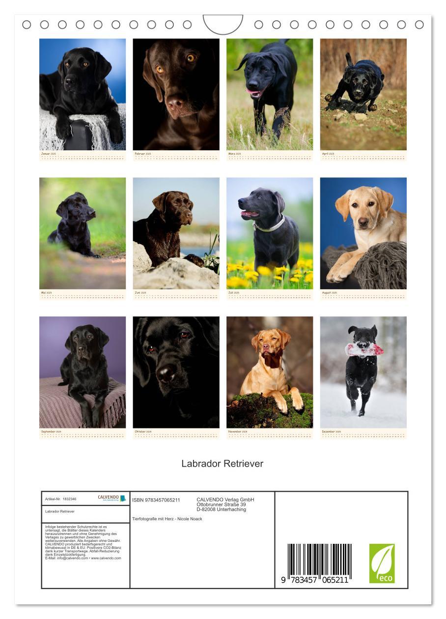 Bild: 9783457065211 | Labrador Retriever (Wandkalender 2025 DIN A4 hoch), CALVENDO...