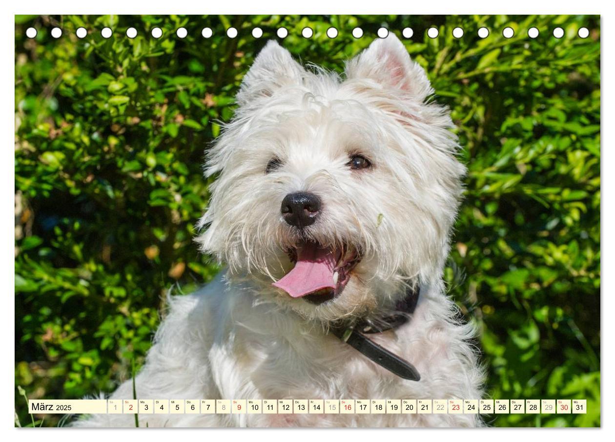 Bild: 9783435461714 | Kobold auf 4 Pfoten - West Highland White Terrier (Tischkalender...