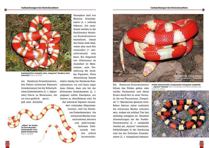 Bild: 9783937285696 | Die Dreiecksnatter | Lampropeltis Triangulum. Art für Art | Schmidt