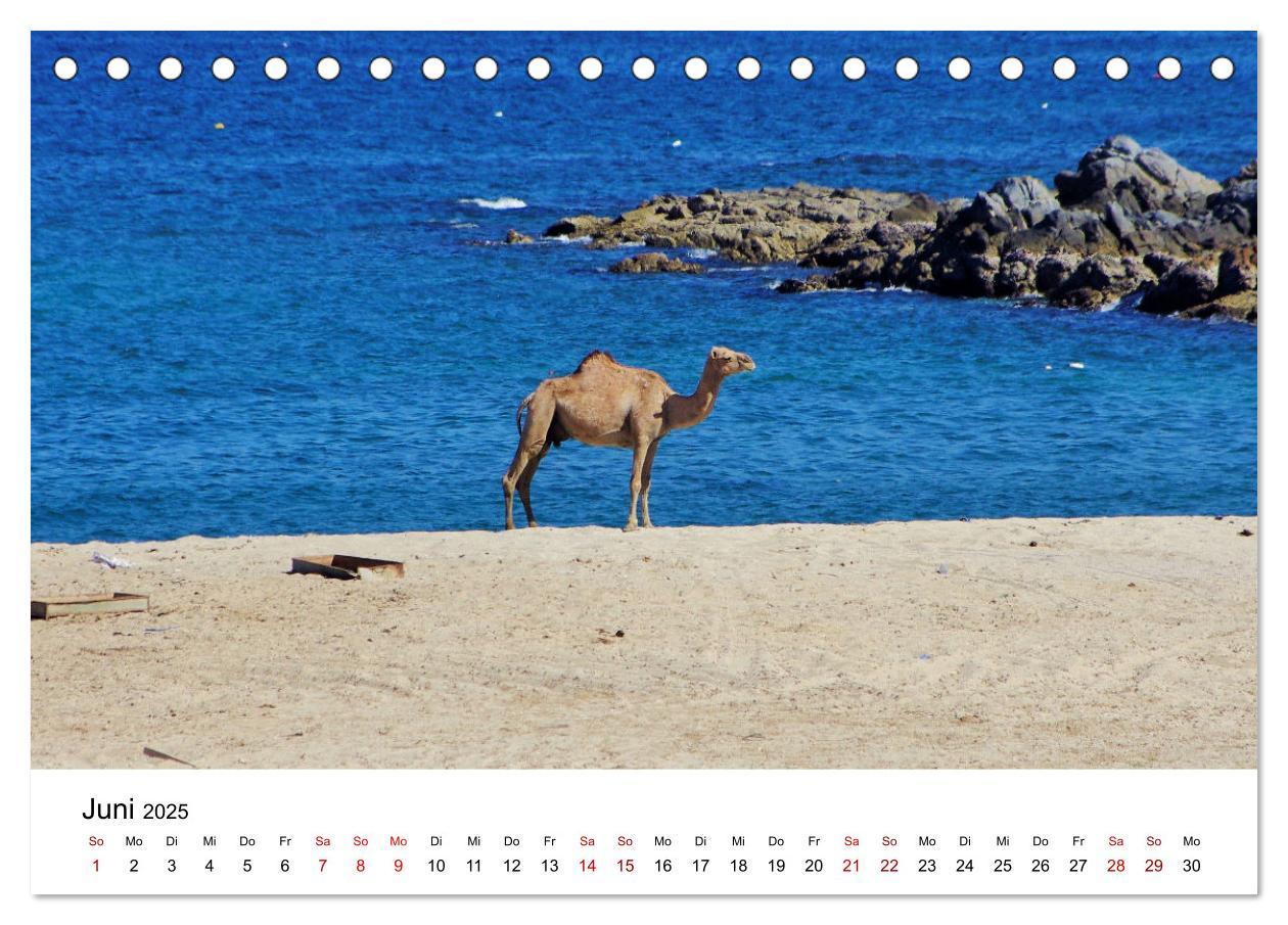 Bild: 9783435062720 | KAMELE... eine Reise durch den Oman. (Tischkalender 2025 DIN A5...