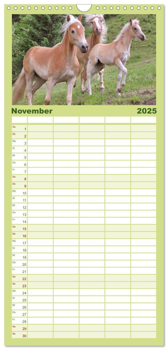 Bild: 9783457107294 | Familienplaner 2025 - Alpenpferde mit 5 Spalten (Wandkalender, 21 x...