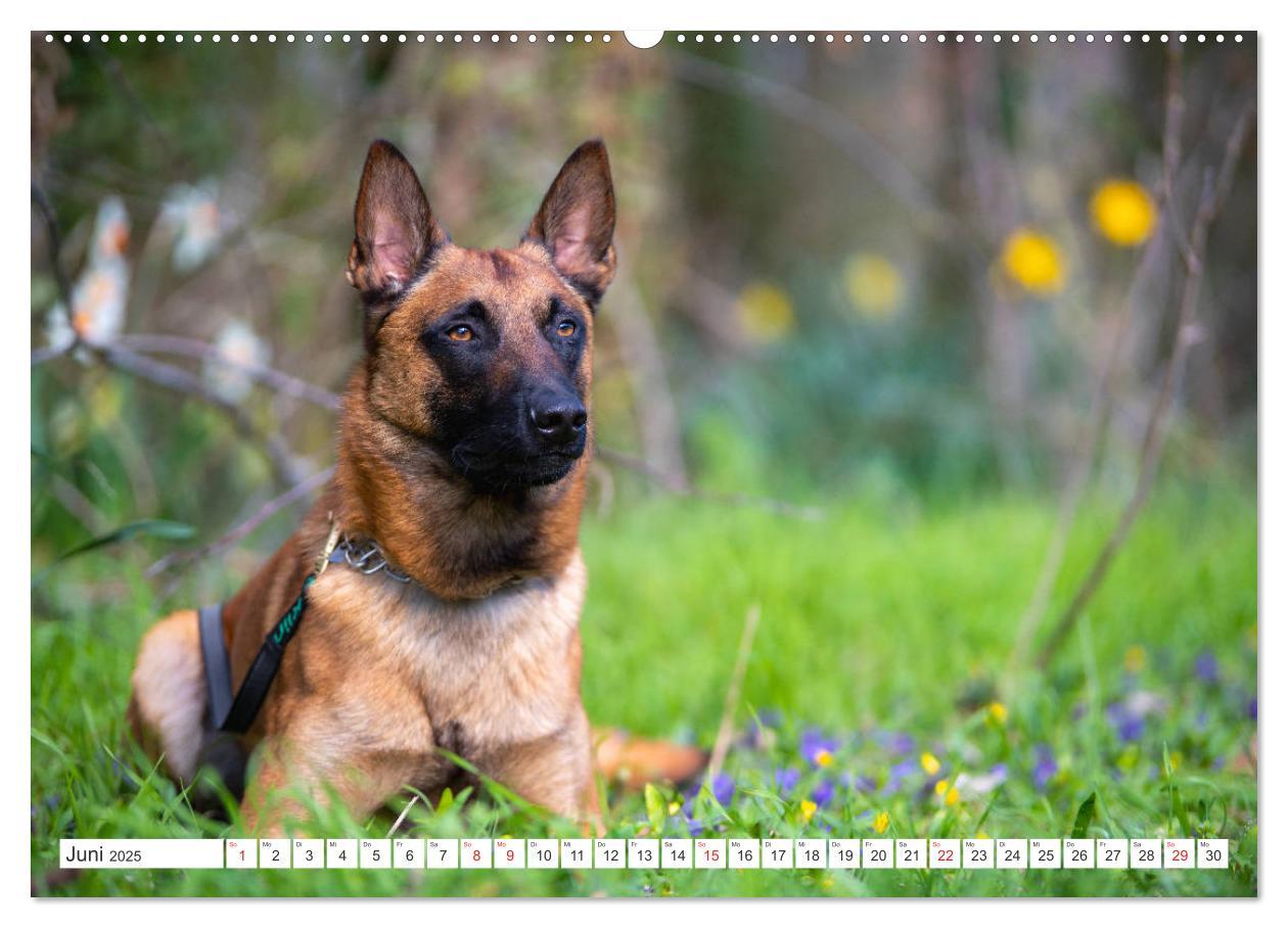 Bild: 9783435144808 | Malinois - belgischer Schäferhund (Wandkalender 2025 DIN A2 quer),...