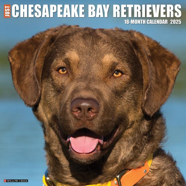 Cover: 9781549242281 | Just Chesapeake Bay Retrievers 2025 12 X 12 Wall Calendar | Press