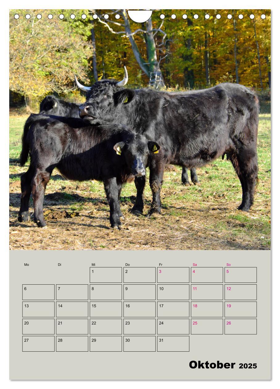 Bild: 9783435970292 | Kuhportraits Hornkühe (Wandkalender 2025 DIN A4 hoch), CALVENDO...