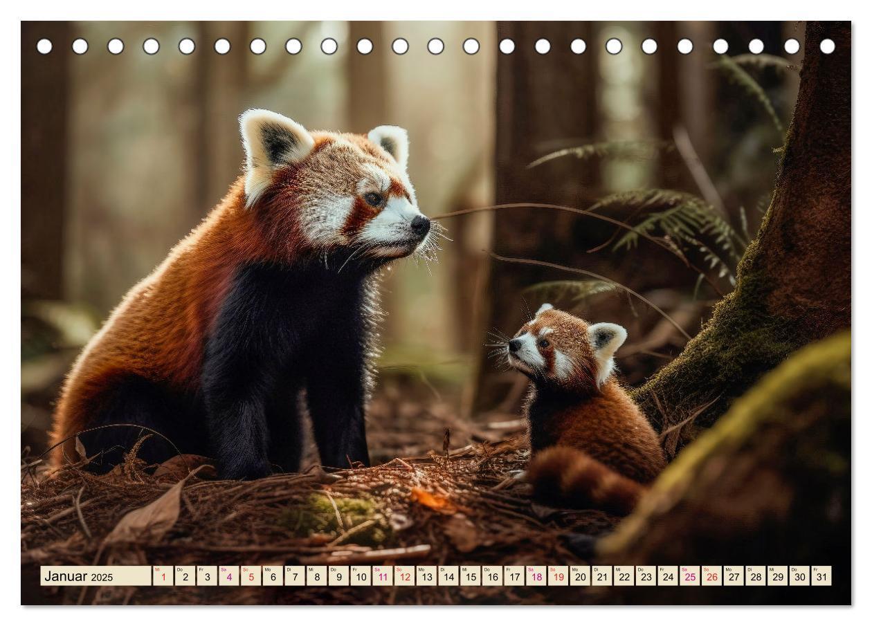 Bild: 9783383905902 | Roter Panda - gefährdeter Katzenbär (Tischkalender 2025 DIN A5...