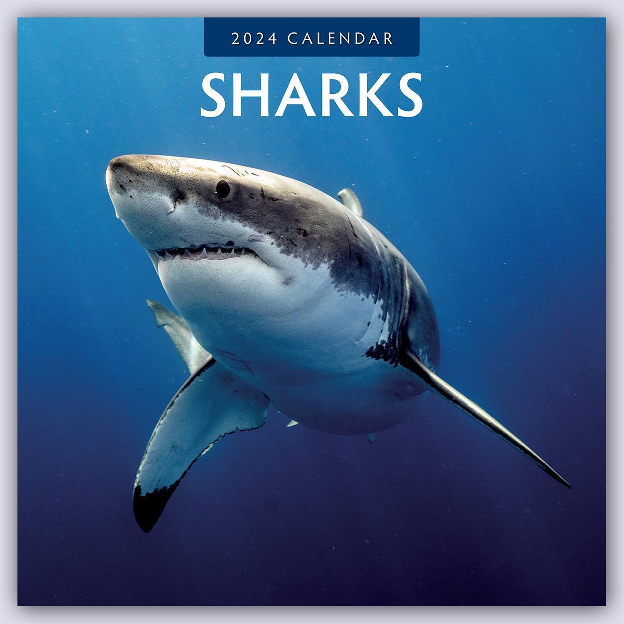 Cover: 9781804421420 | Sharks 2024 Square Wall Calendar | Red Robin Publishing Ltd. | Buch
