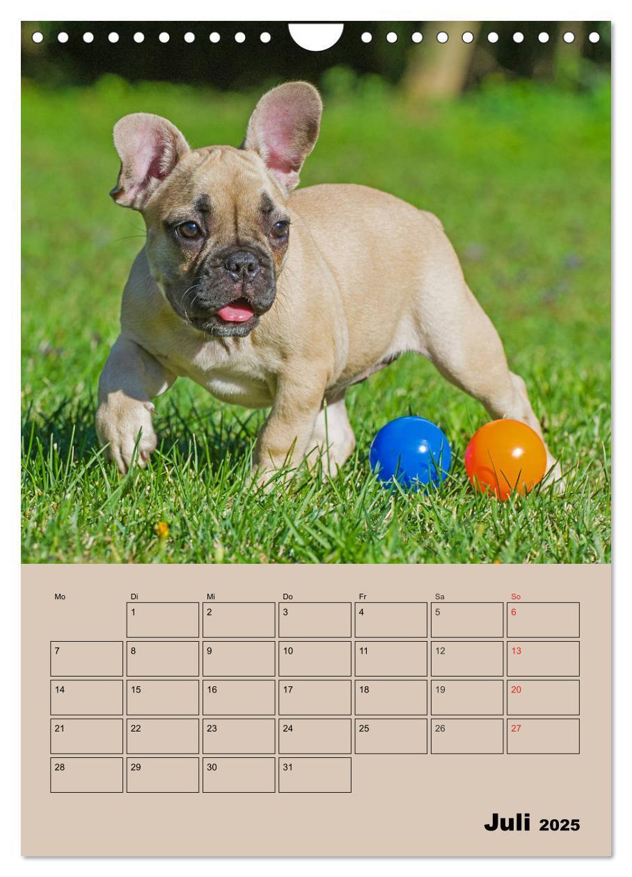 Bild: 9783435959662 | Jahresplaner Französische Bulldogge (Wandkalender 2025 DIN A4...