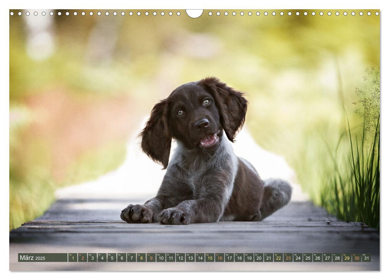 Bild: 9783383838477 | Jagdhund im Portrait - Deutsch Langhaar (Wandkalender 2025 DIN A3...