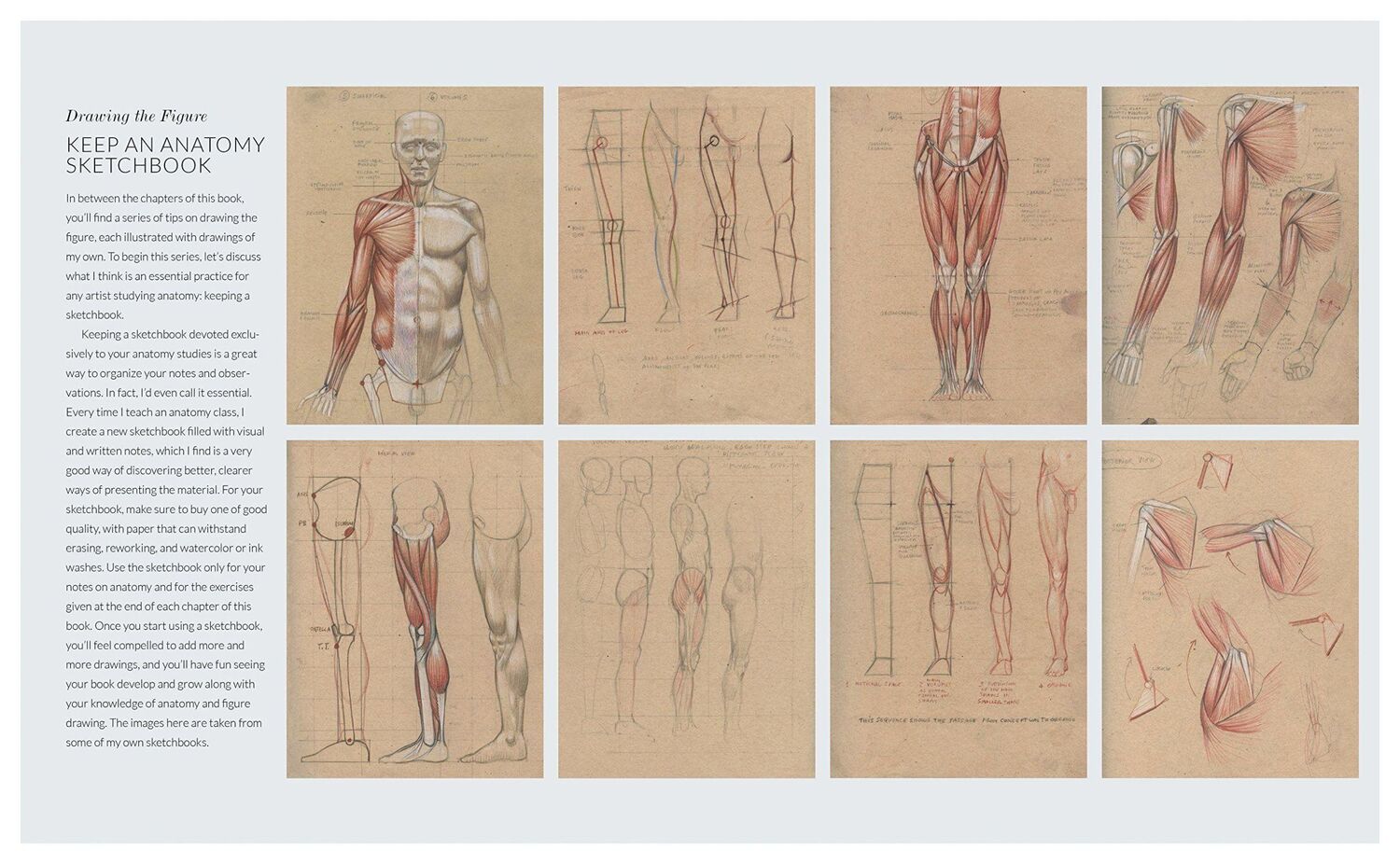 Bild: 9781580934381 | Basic Human Anatomy | An Essential Visual Guide for Artists | Osti