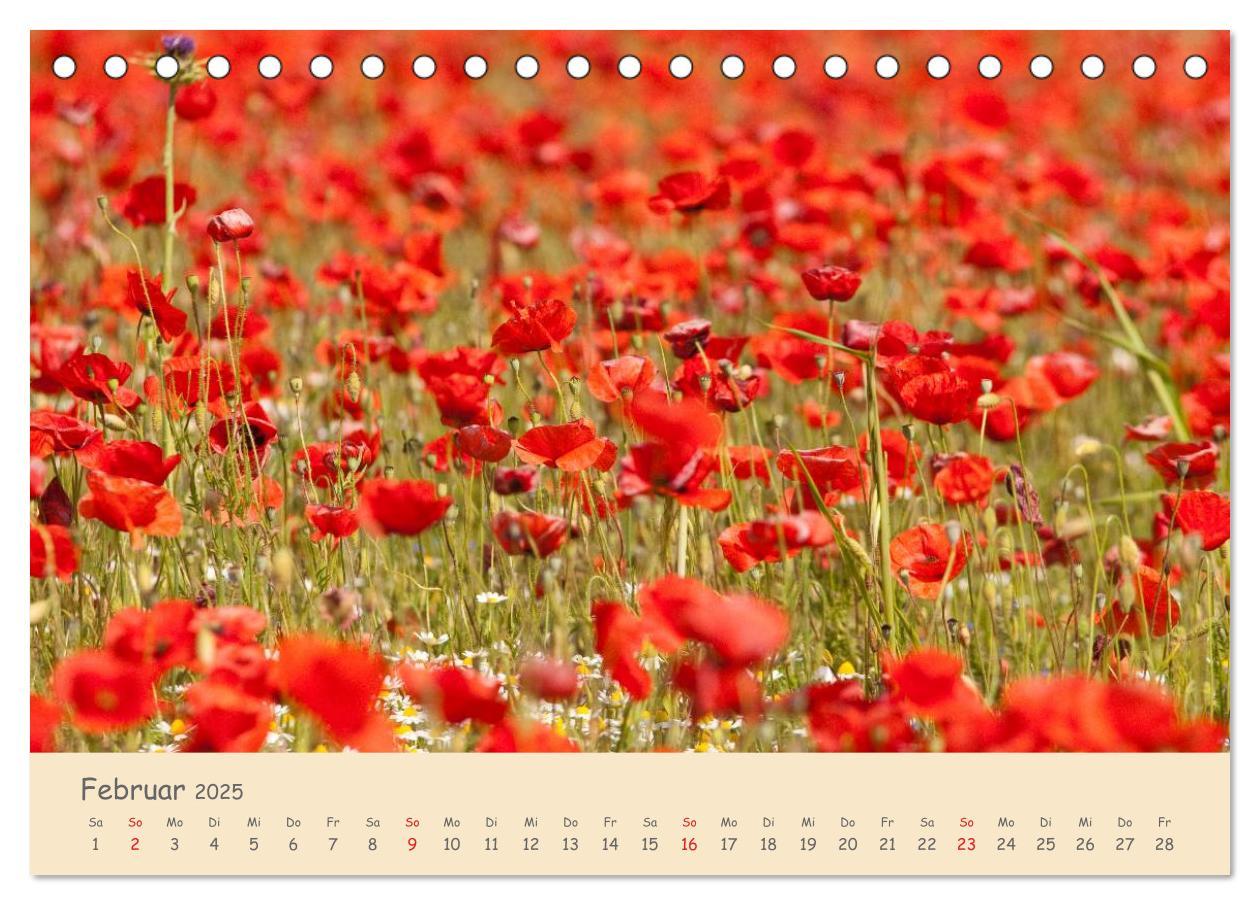 Bild: 9783435493500 | Mohnblumen - rote Schönheiten (Tischkalender 2025 DIN A5 quer),...