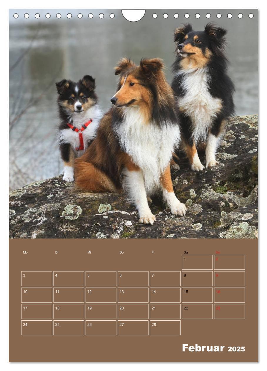 Bild: 9783457013298 | SHELTIES Herzensbrecher auf 4 Pfoten (Wandkalender 2025 DIN A4...