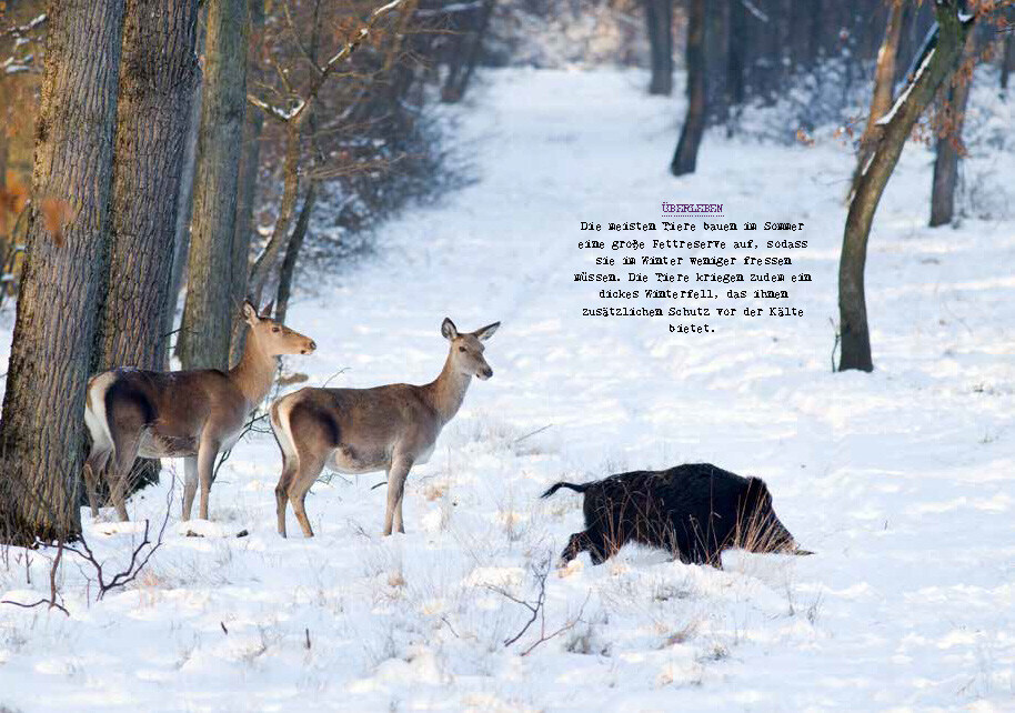 Bild: 9783959103022 | Meine kleine Winterkunde | Gerard Janssen | Buch | 112 S. | Deutsch