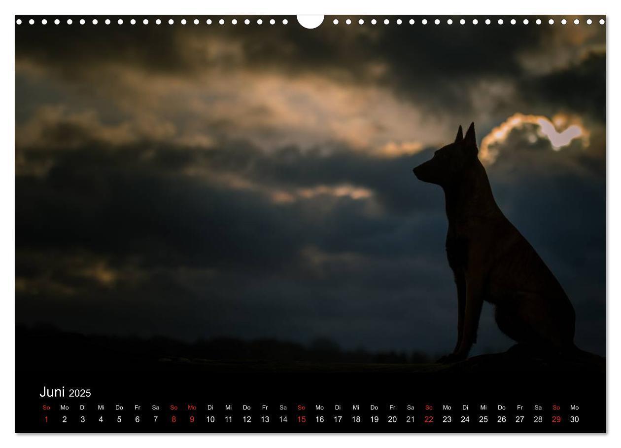 Bild: 9783435638697 | Belgische Schäferhunde - Der Malinois im Licht (Wandkalender 2025...