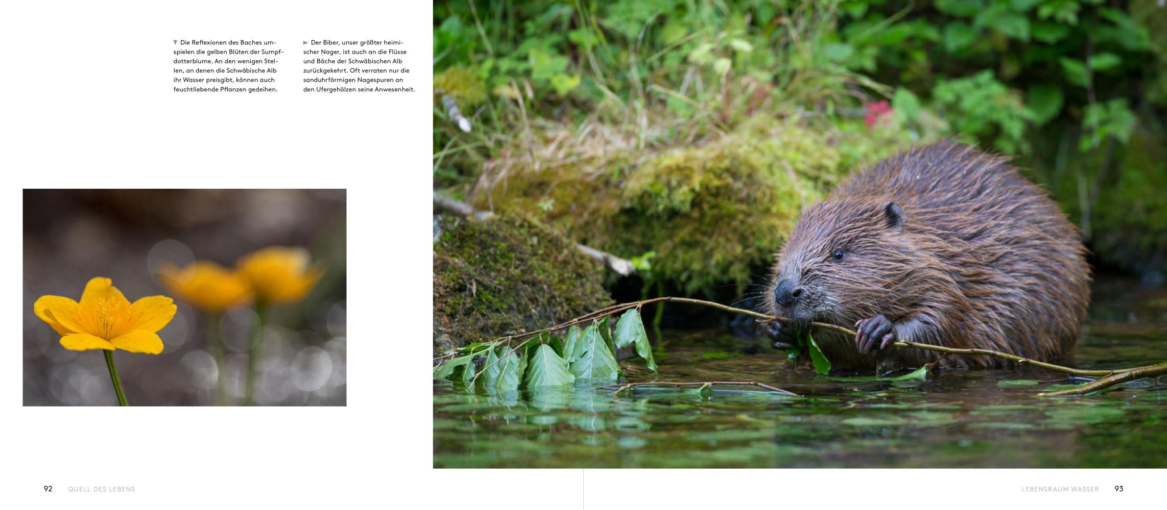 Bild: 9783957283092 | Wilde Alb | Naturschätze zwischen Felsen, Höhlen und Wasserfällen