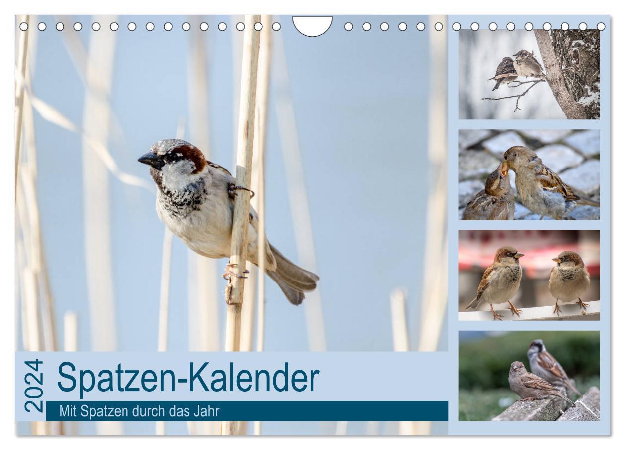 Cover: 9783383581687 | Spatzen-Kalender (Wandkalender 2024 DIN A4 quer), CALVENDO...