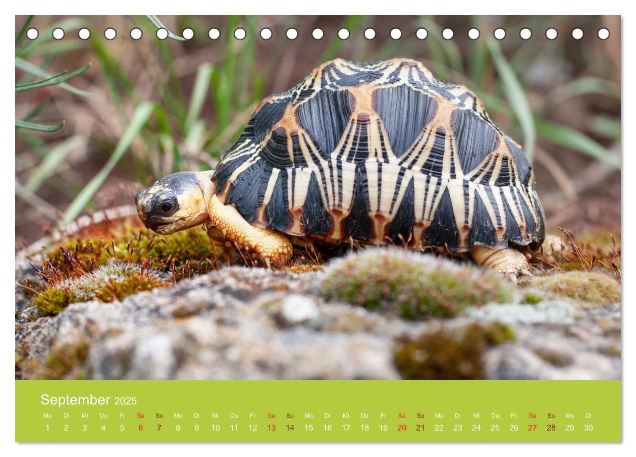 Bild: 9783435314430 | Meine Schildkröten (Tischkalender 2025 DIN A5 quer), CALVENDO...