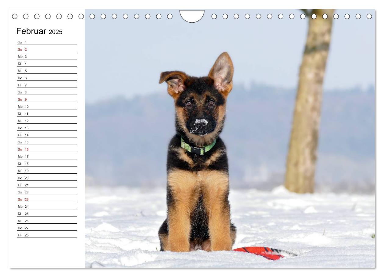 Bild: 9783435474912 | Deutscher Schäferhund - Welpen (Wandkalender 2025 DIN A4 quer),...