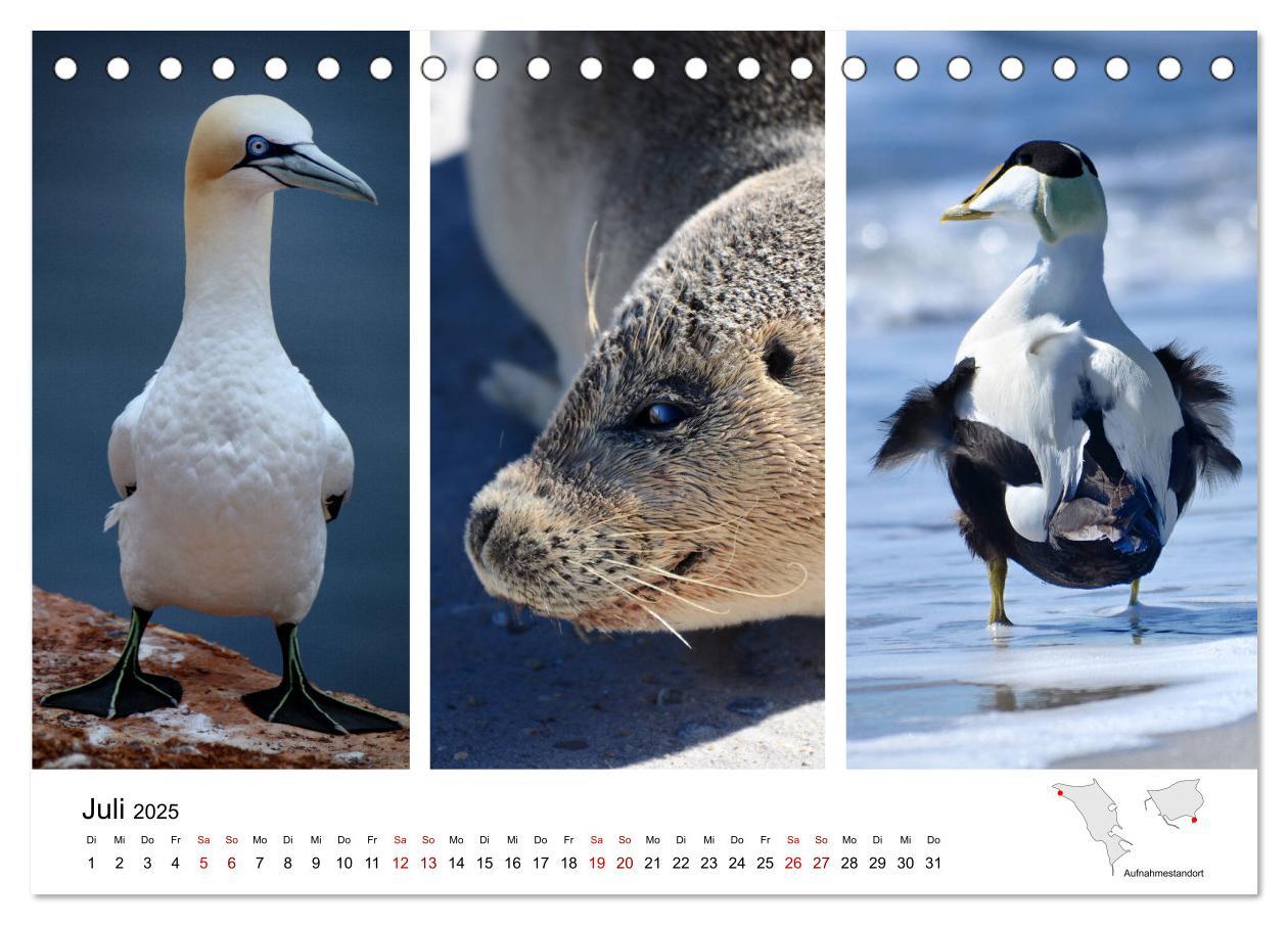 Bild: 9783435389254 | Mitreisekalender 2025 Helgoland (Tischkalender 2025 DIN A5 quer),...