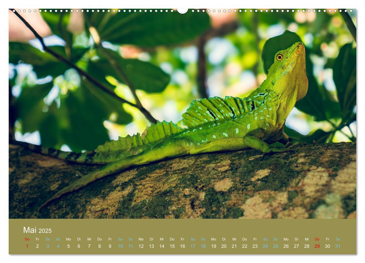 Bild: 9783383815836 | Wildes Leben - Ein Streifzug auf Zehenspitzen (Wandkalender 2025...