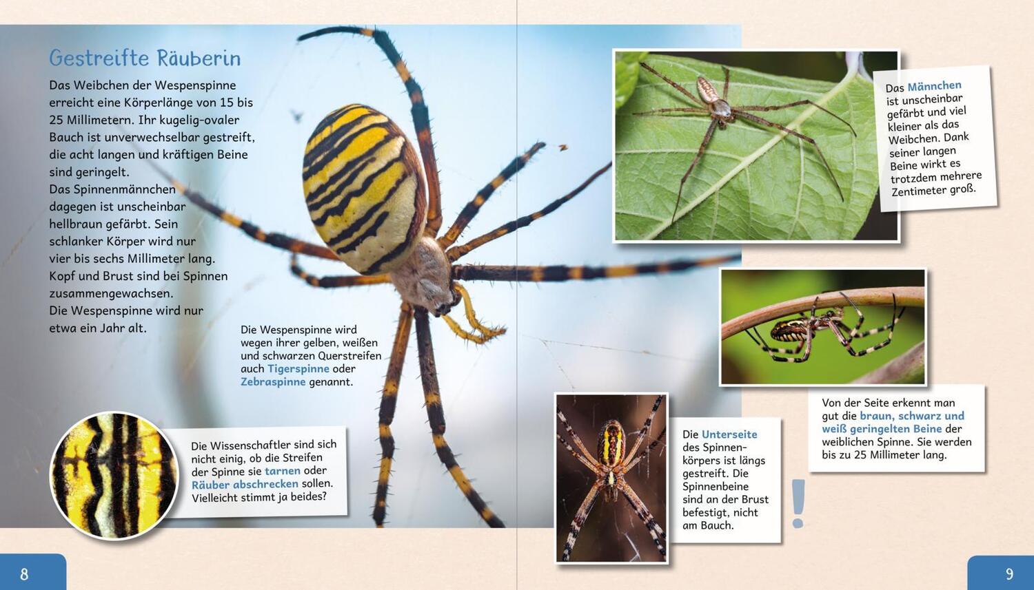 Bild: 9783480237128 | Meine große Tierbibliothek: Die Spinne | Jens Poschadel | Buch | 32 S.