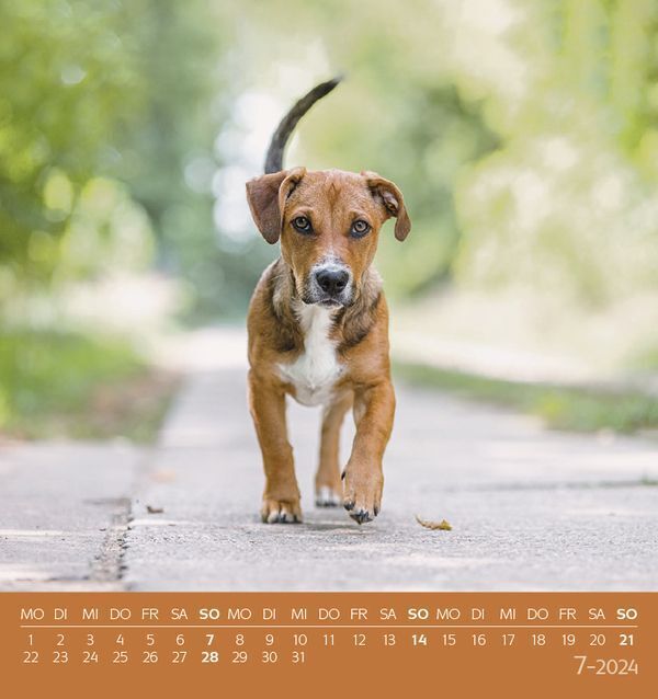 Bild: 9783731869528 | Hunde 2024 | aufstellbarer Postkartenkalender | Korsch Verlag | 13 S.