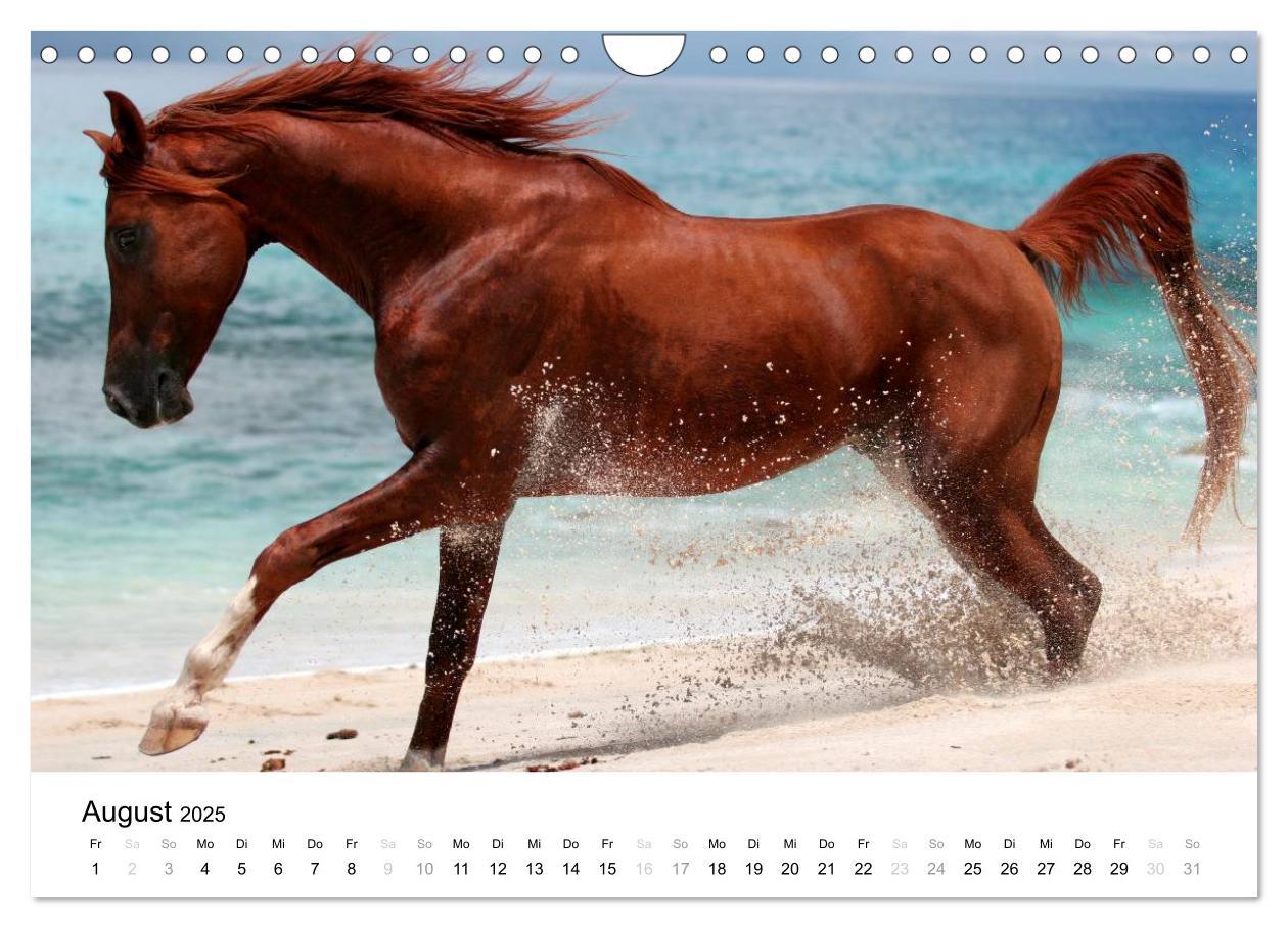 Bild: 9783435582815 | Pferde - Magdalena Strakova (Wandkalender 2025 DIN A4 quer),...