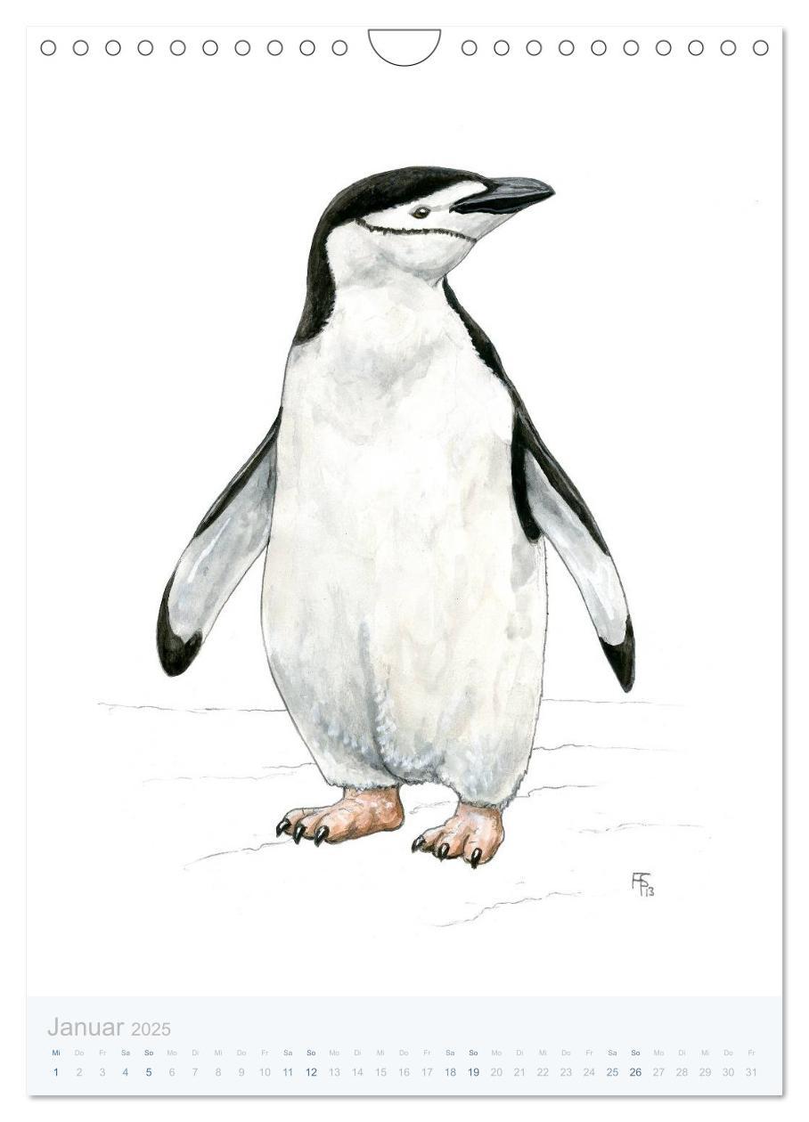 Bild: 9783457017890 | Pinguine - 13 Illustrationen (Wandkalender 2025 DIN A4 hoch),...