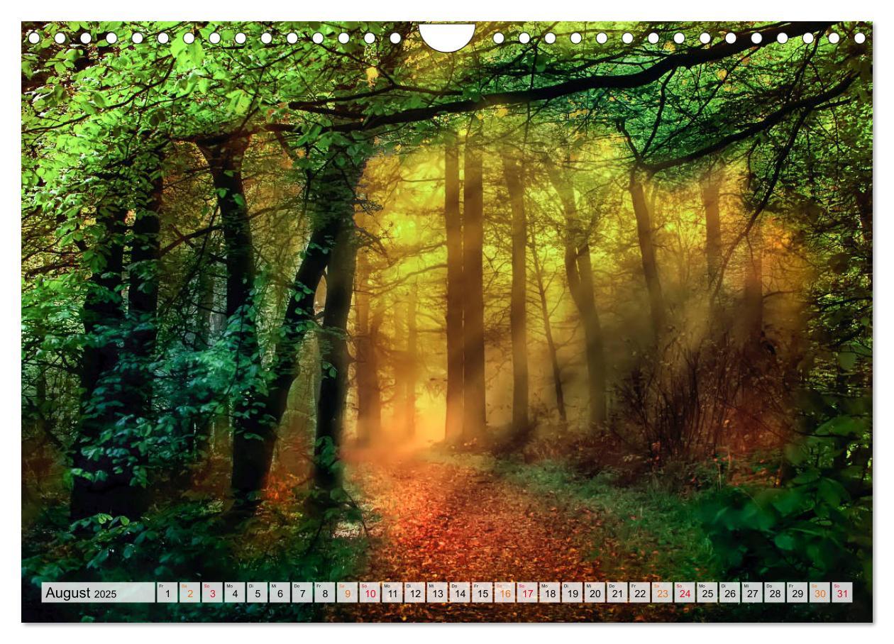 Bild: 9783435071876 | Wald - mystische Spaziergänge (Wandkalender 2025 DIN A4 quer),...