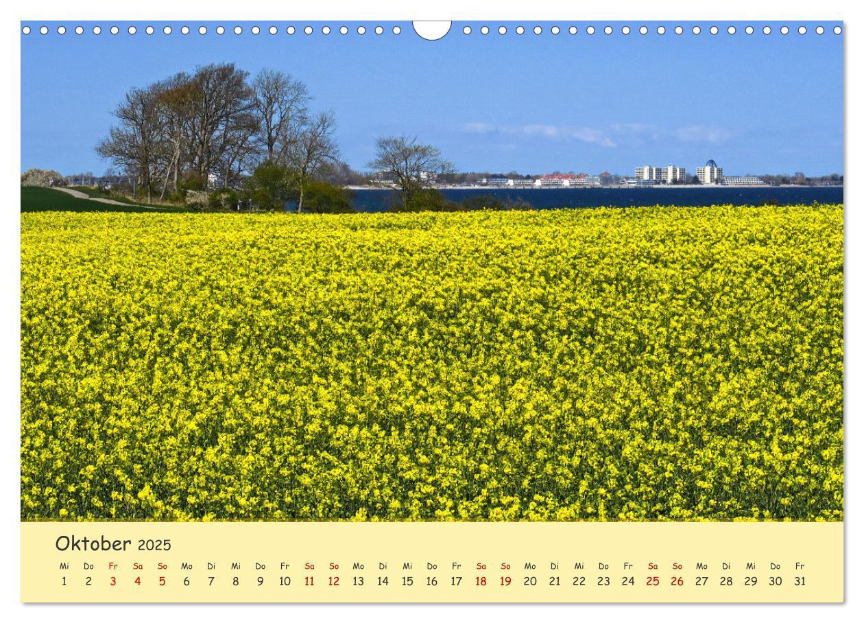 Bild: 9783435095162 | Rapsblüte an der Ostsee (Wandkalender 2025 DIN A3 quer), CALVENDO...