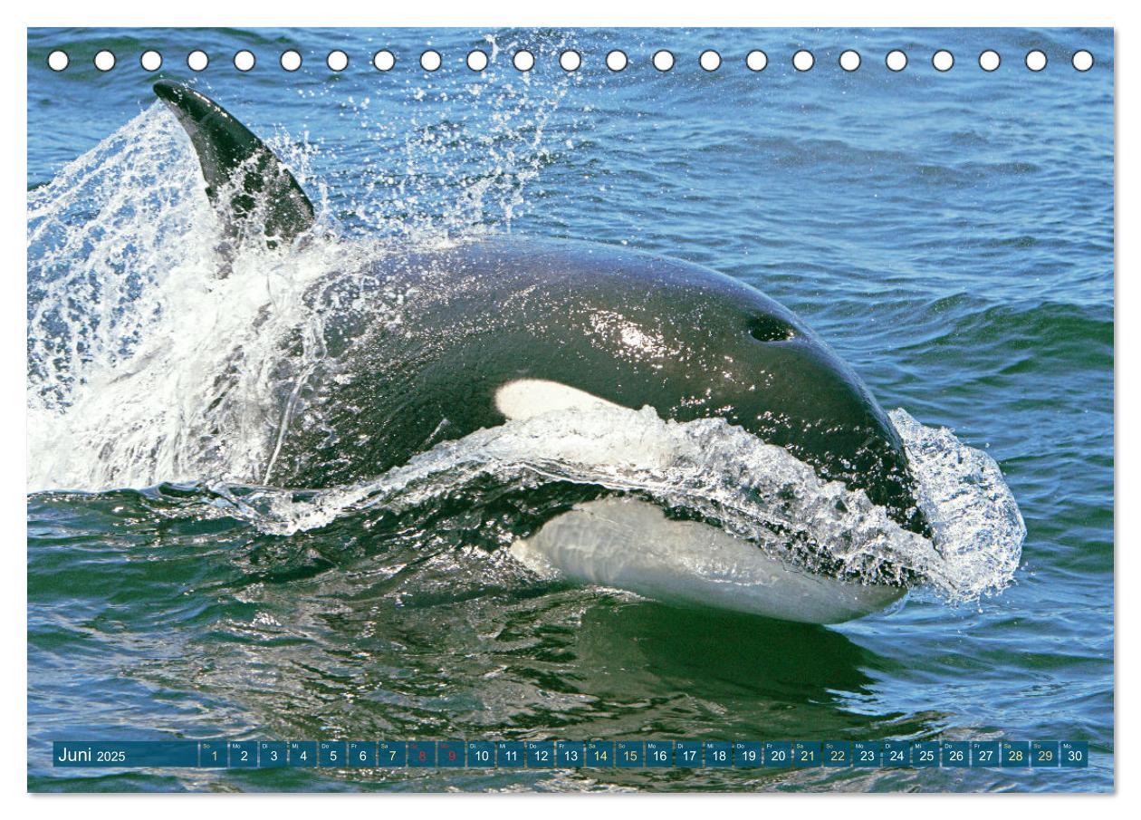 Bild: 9783383866050 | Orcas: Schwarz-weiße Giganten (Tischkalender 2025 DIN A5 quer),...