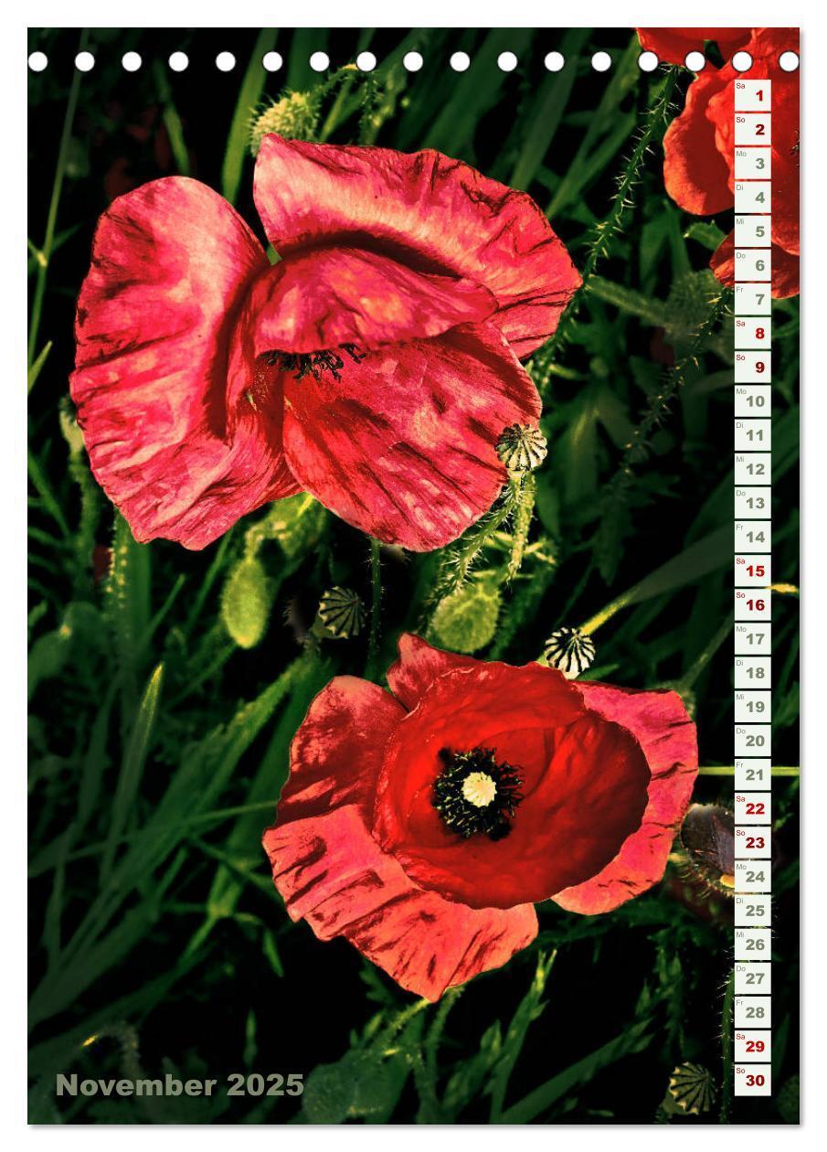 Bild: 9783435926992 | Es werde Mohn (Tischkalender 2025 DIN A5 hoch), CALVENDO...