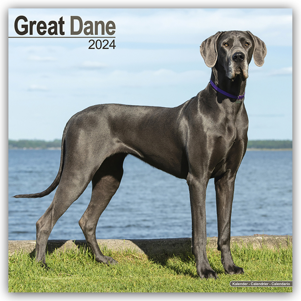 Cover: 9781804600511 | Great Dane - Dänische Dogge 2024 - 16-Monatskalender | Ltd | Kalender