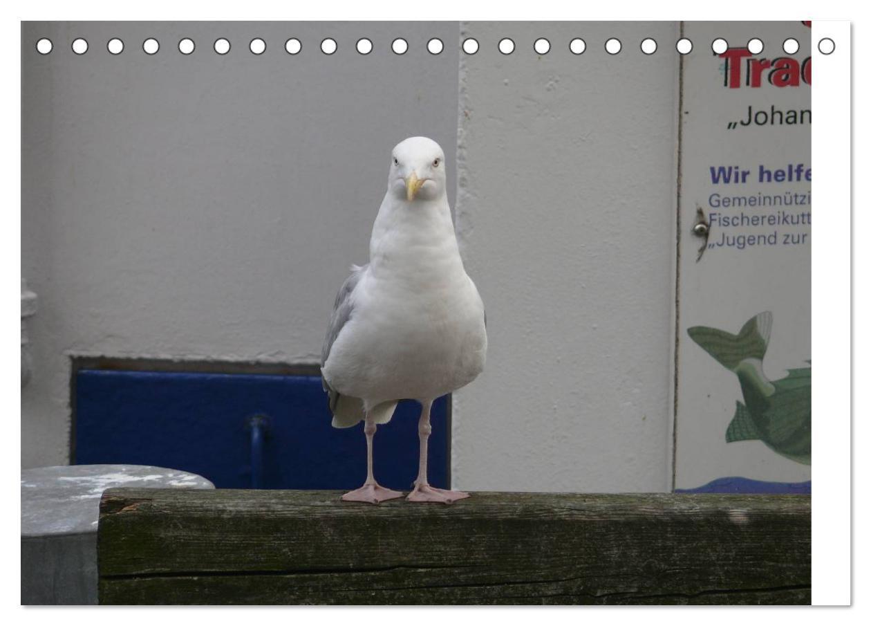 Bild: 9783435776597 | Möwen - Von der Ostsee bis zum Atlantik (Tischkalender 2025 DIN A5...