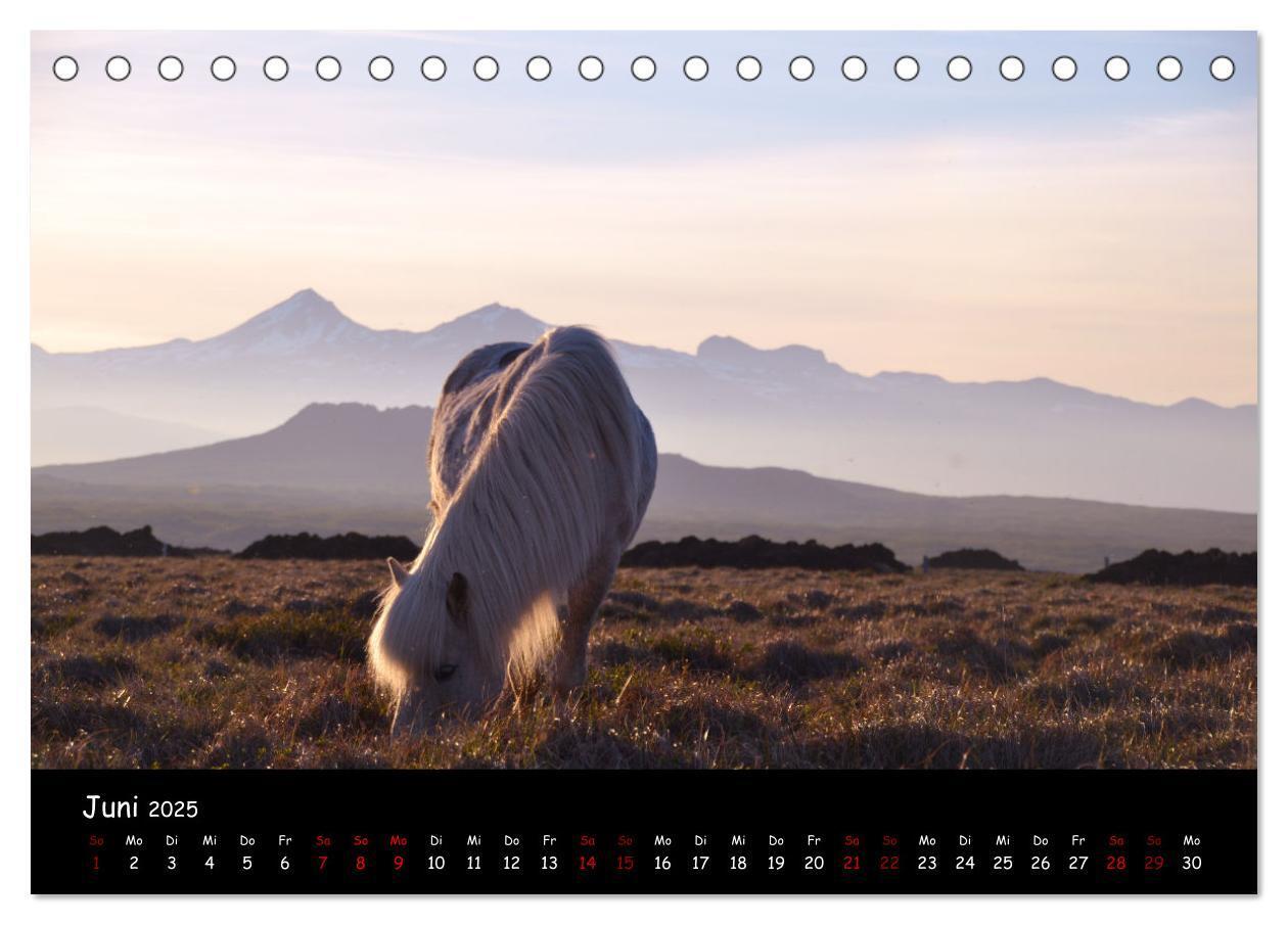 Bild: 9783435070893 | Das Islandpferd (Tischkalender 2025 DIN A5 quer), CALVENDO...