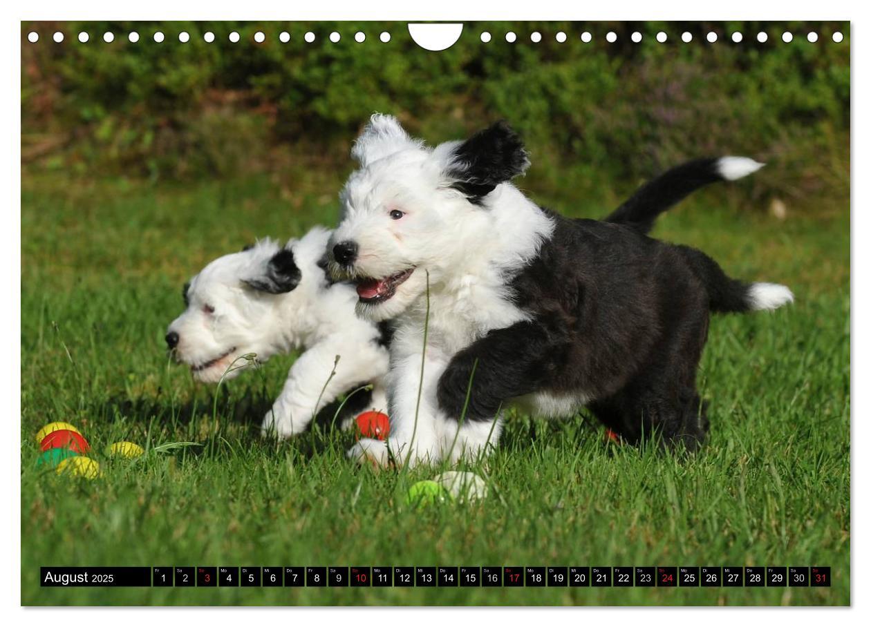 Bild: 9783435571901 | Traumhund Bobtail (Wandkalender 2025 DIN A4 quer), CALVENDO...