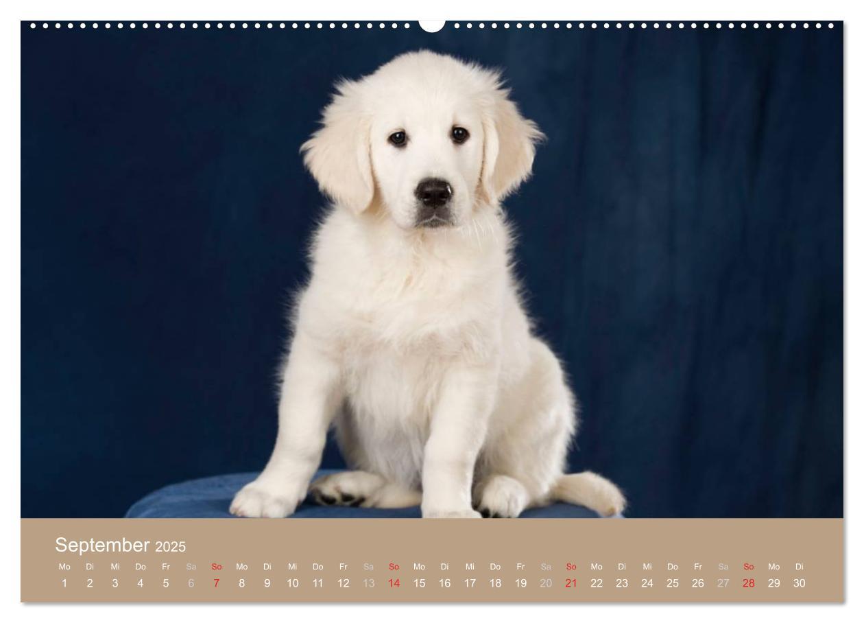 Bild: 9783435743551 | Golden Retriever (Wandkalender 2025 DIN A2 quer), CALVENDO...