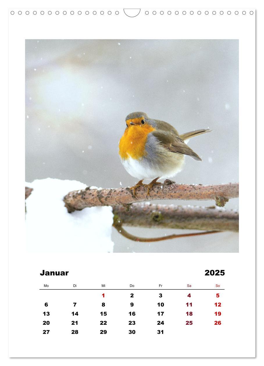 Bild: 9783435929627 | Rotkehlchen, süße kleine Knutschkugeln (Wandkalender 2025 DIN A3...