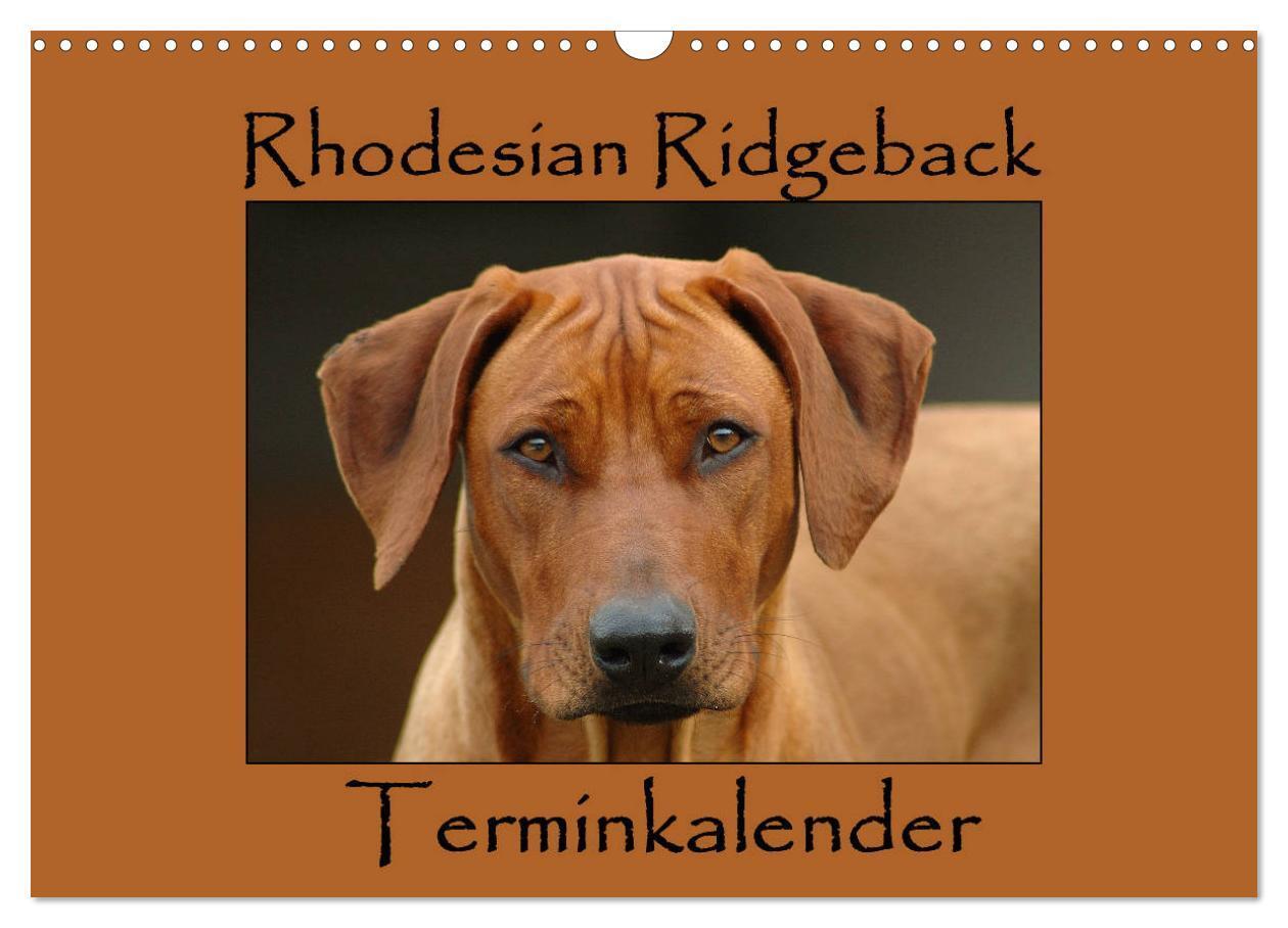 Cover: 9783383240324 | Rhodesian Ridgeback Terminkalender (Wandkalender 2024 DIN A3 quer),...