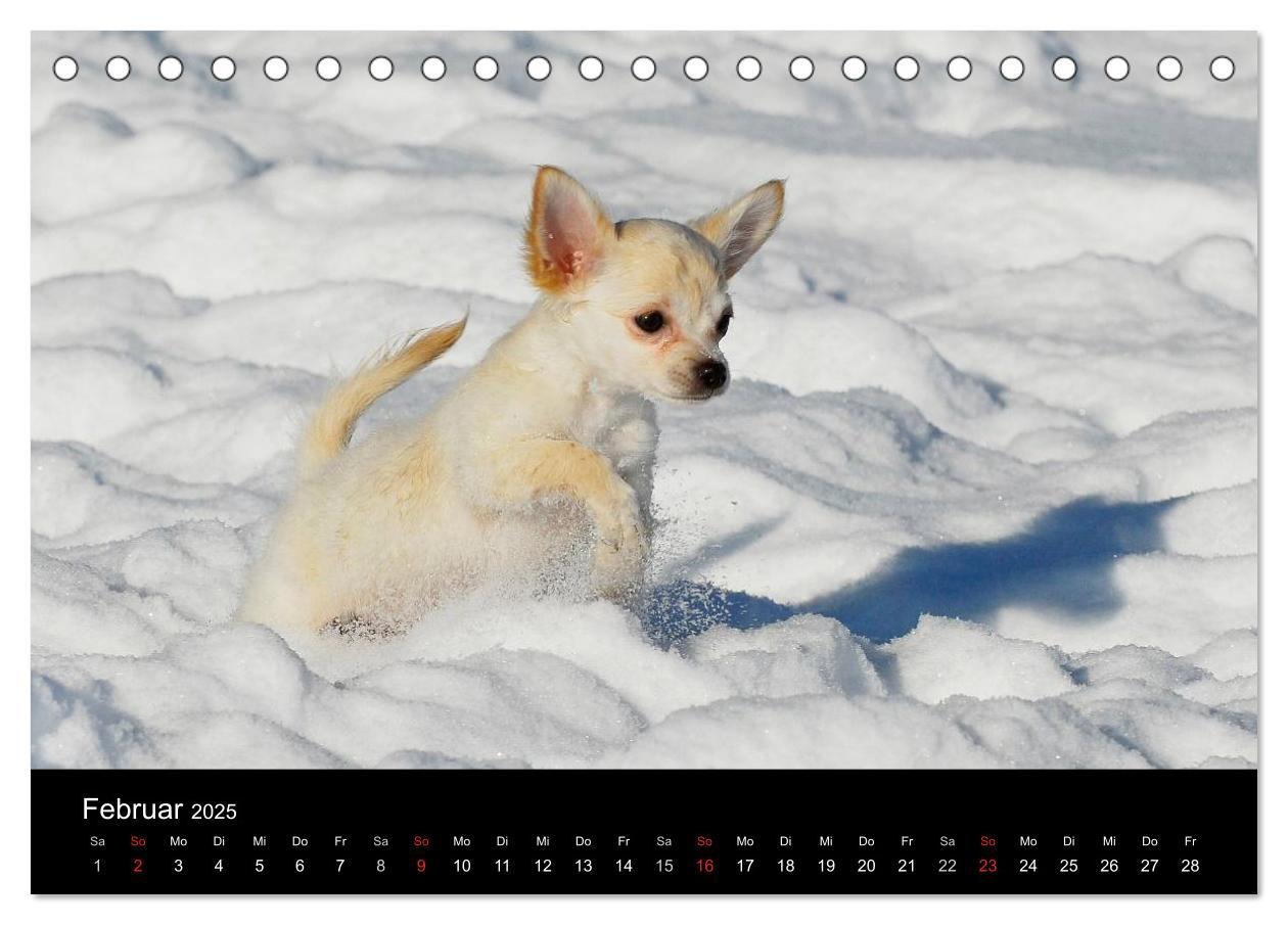 Bild: 9783435766000 | Chihuahua - Kleine Hunde ganz groß (Tischkalender 2025 DIN A5...