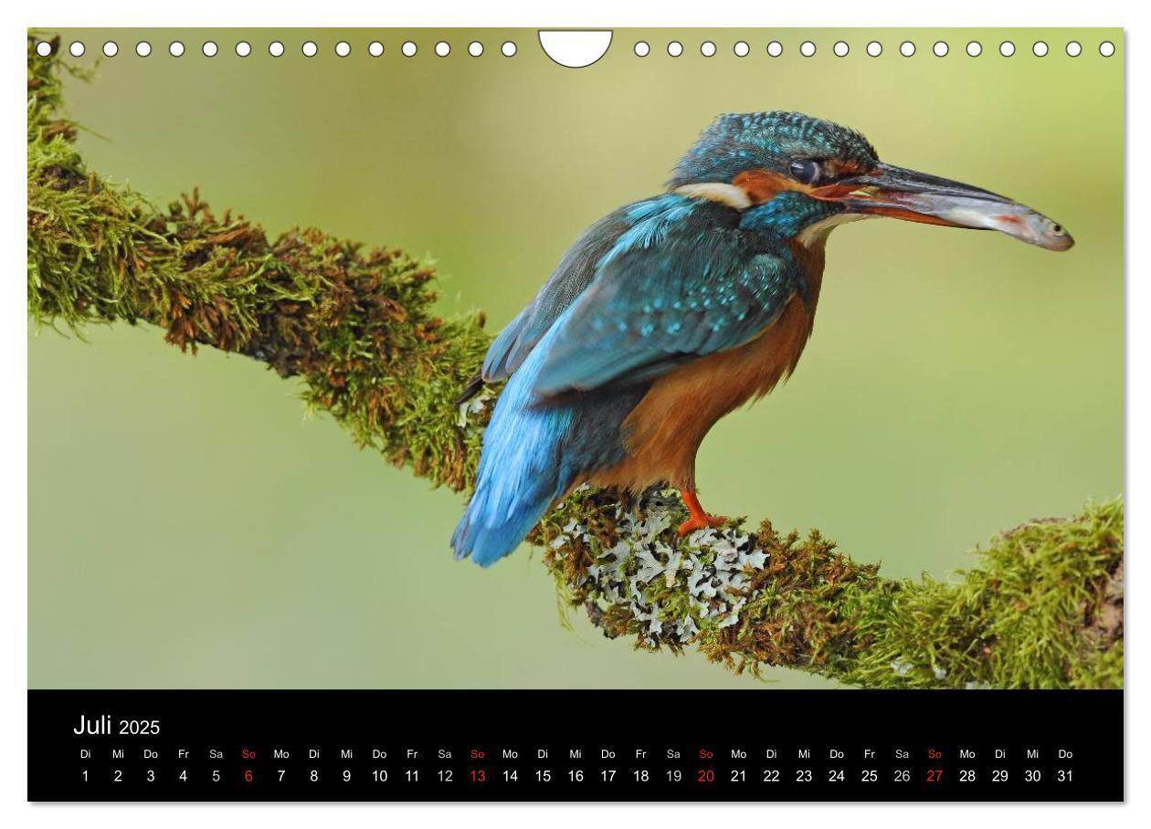 Bild: 9783435501229 | Der Eisvogel...fliegendes Juwel (Wandkalender 2025 DIN A4 quer),...