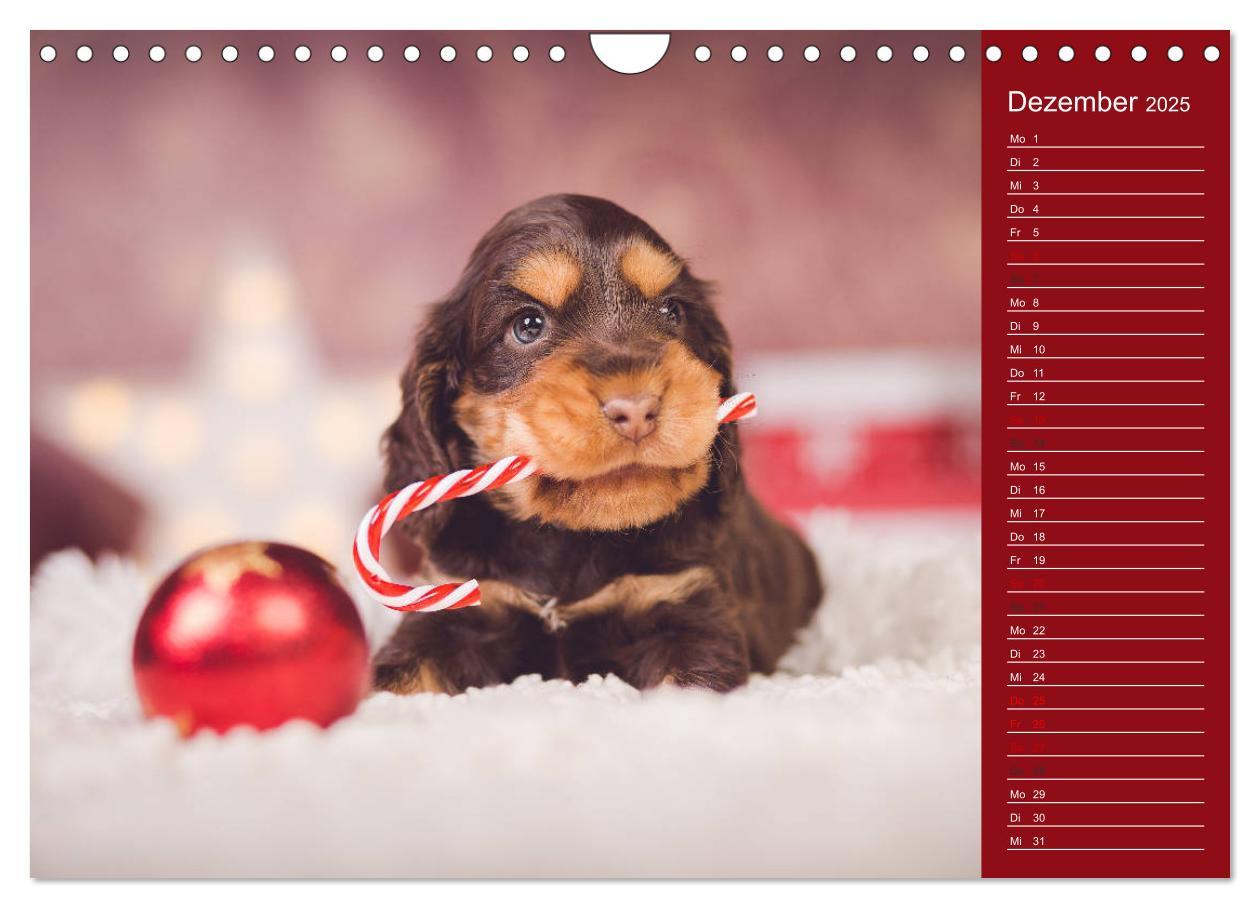 Bild: 9783435330980 | Englische Cocker Spaniel Welpen (Wandkalender 2025 DIN A4 quer),...