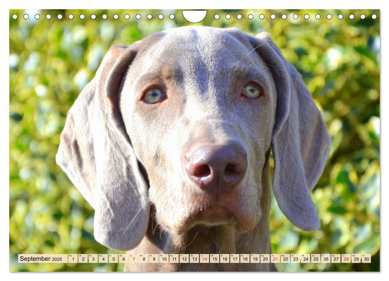 Bild: 9783435050611 | Weimaraner. Edel, elegant und klug (Wandkalender 2025 DIN A4 quer),...