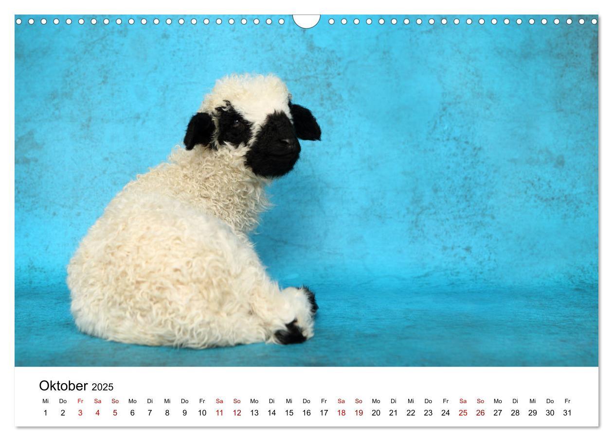 Bild: 9783435327034 | Walliser Schwarznasenschaf Valais Blacknose Sheep (Wandkalender...