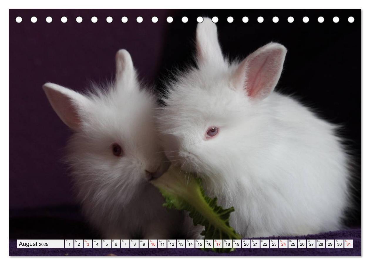 Bild: 9783435736690 | Kaninchen und Hasen (Tischkalender 2025 DIN A5 quer), CALVENDO...