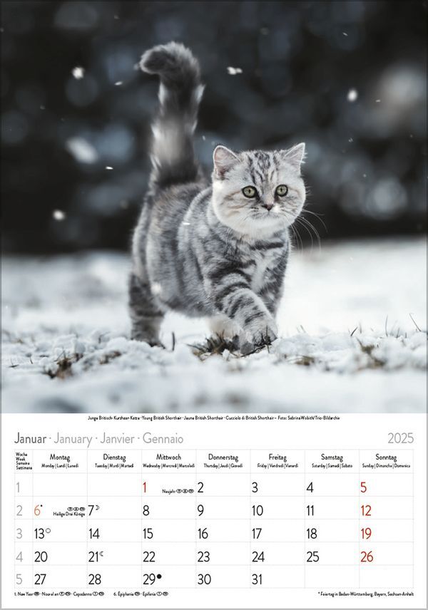 Bild: 9783731876168 | Katzen 2025 | Korsch Verlag | Kalender | Spiralbindung | 13 S. | 2025