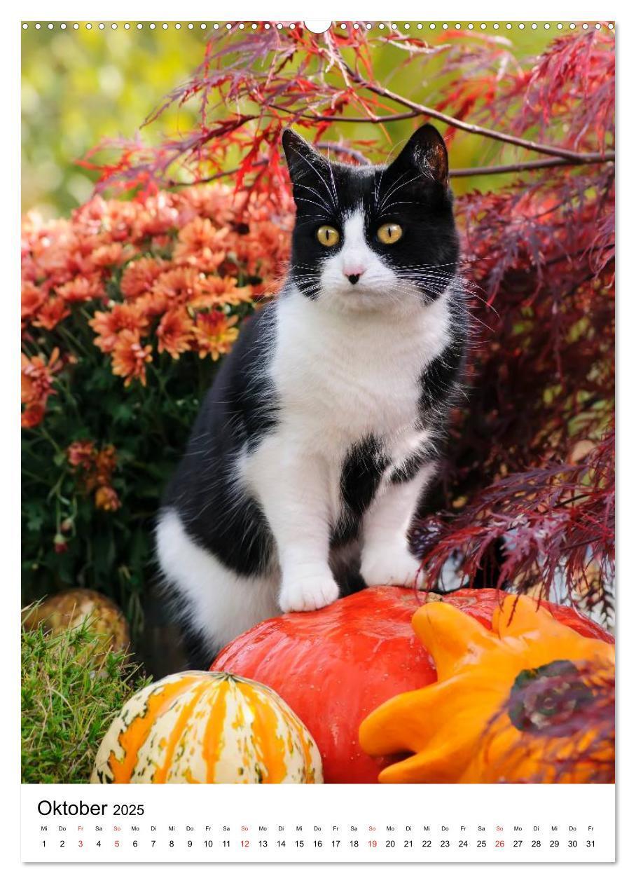 Bild: 9783457085950 | COUNTRY CATS (Wandkalender 2025 DIN A2 hoch), CALVENDO Monatskalender