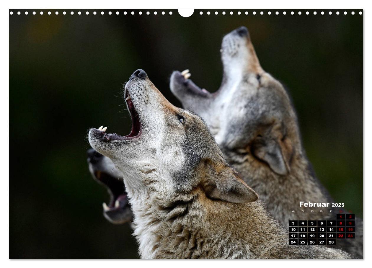 Bild: 9783435195701 | Willkommen Wolf (Wandkalender 2025 DIN A3 quer), CALVENDO...