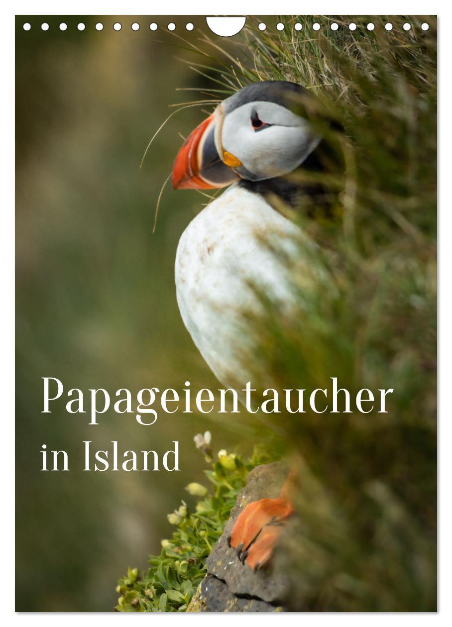 Cover: 9783435916832 | Papageientaucher in Island (Wandkalender 2025 DIN A4 hoch),...