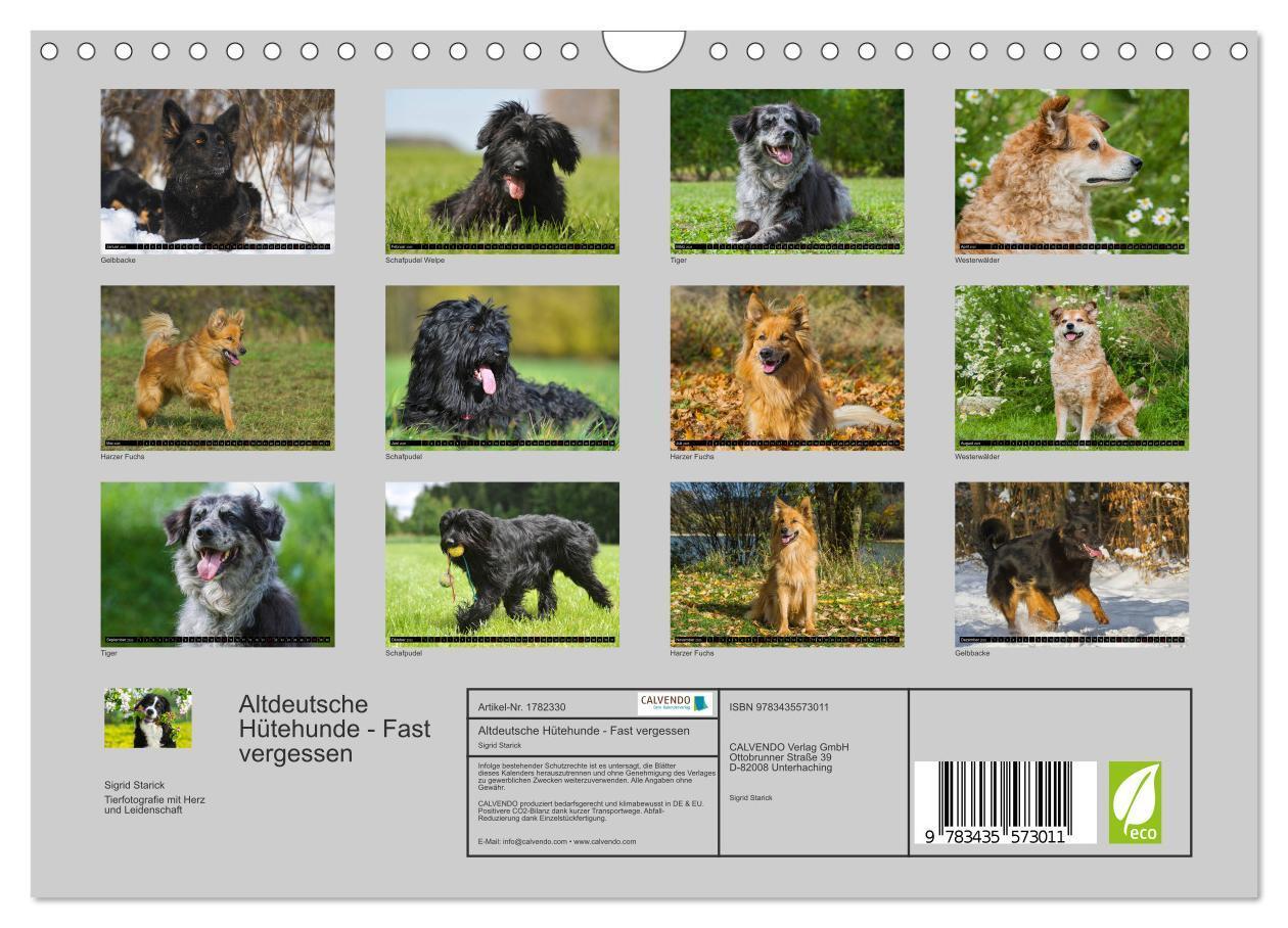 Bild: 9783435573011 | Altdeutsche Hütehunde - Fast vergessen (Wandkalender 2025 DIN A4...