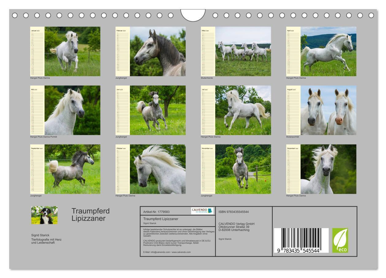 Bild: 9783435545544 | Traumpferd Lipizzaner (Wandkalender 2025 DIN A4 quer), CALVENDO...